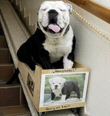 Stair Lifts for Dogs